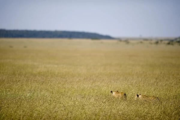 Kenya, Masai Mara. Two lionesses stalk through the long grass out on the plains