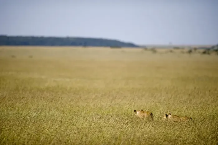 Framed Print : Kenya, Masai Mara. Two lionesses stalk through the long grass out on the plains Framed Print : Kenya, Masai Mara. Two lionesses stalk through the long grass out on the plains