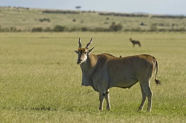 Kenya, Masai Mara. A Male eland, Africas largest antelope, out on the plains