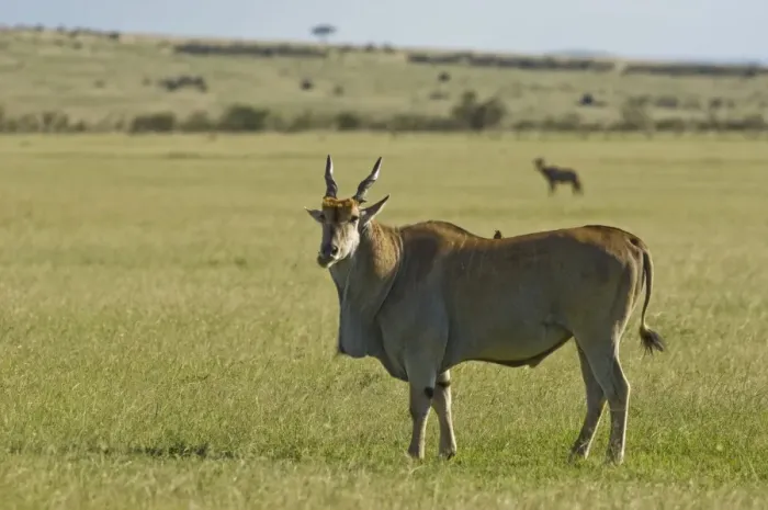 Framed Print : Kenya, Masai Mara. A Male eland, Africas largest antelope, out on the plains Framed Print : Kenya, Masai Mara. A Male eland, Africas largest antelope, out on the plains