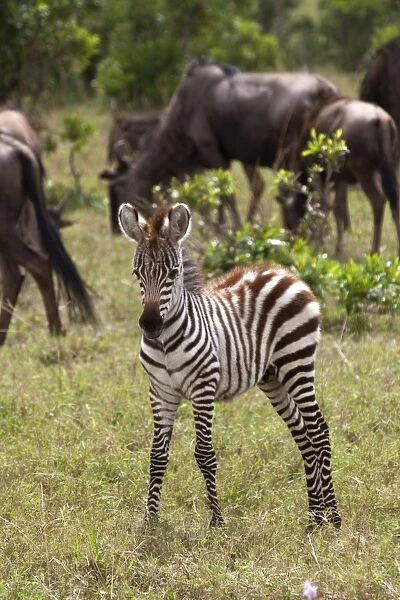 Kenya, Msai Mara. A young zebra stands alone, in front of a herd of wildebeest