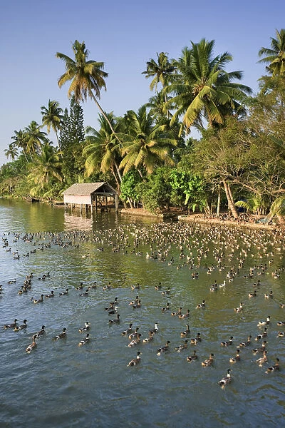 Kerala Backwaters near Allapuzha, Kerala, India