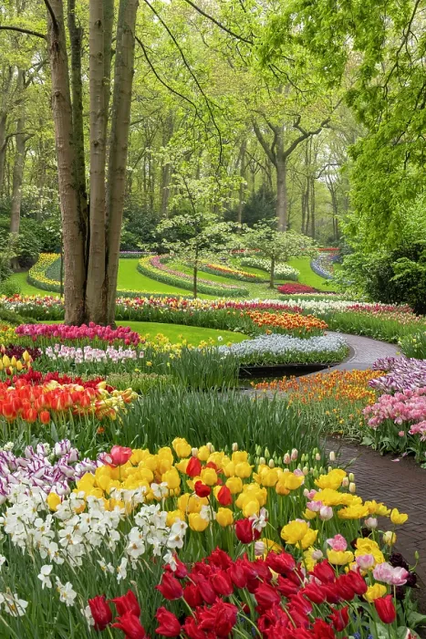 Framed Print : Keukenhof Botanical Garden, Lisse, North Holland, Netherlands Framed Print : Keukenhof Botanical Garden, Lisse, North Holland, Netherlands