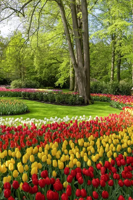 Framed Print : Keukenhof Botanical Garden, Lisse, North Holland, Netherlands Framed Print : Keukenhof Botanical Garden, Lisse, North Holland, Netherlands
