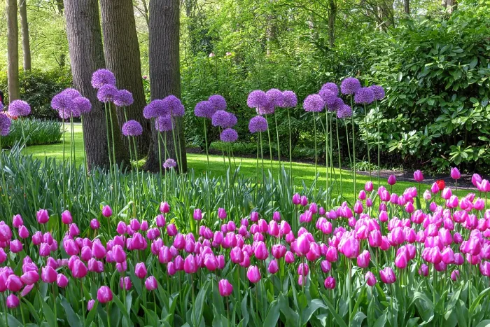 Framed Print : Keukenhof Botanical Garden, Lisse, North Holland, Netherlands Framed Print : Keukenhof Botanical Garden, Lisse, North Holland, Netherlands