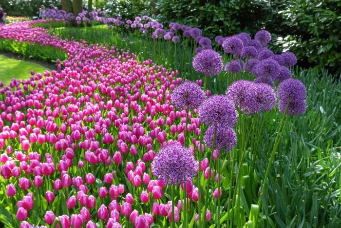 Framed Print : Keukenhof Botanical Garden, Lisse, North Holland, Netherlands Framed Print : Keukenhof Botanical Garden, Lisse, North Holland, Netherlands