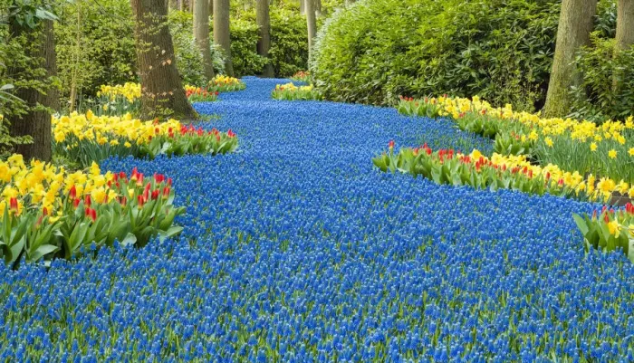 Framed Print : Keukenhof Gardens, Lisse, Holland, Netherlands Framed Print : Keukenhof Gardens, Lisse, Holland, Netherlands