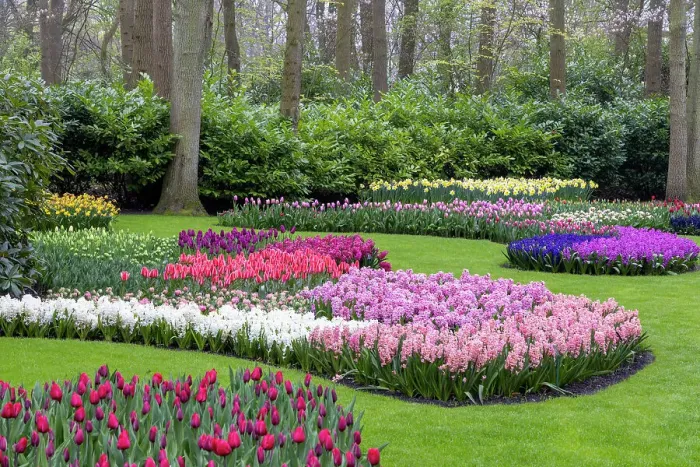 Framed Print : Keukenhof gardens, Lisse, North Holland, Netherlands Framed Print : Keukenhof gardens, Lisse, North Holland, Netherlands