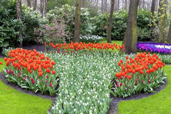 Framed Print : Keukenhof gardens, Lisse, North Holland, Netherlands Framed Print : Keukenhof gardens, Lisse, North Holland, Netherlands