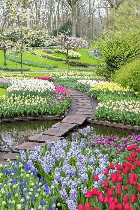 Framed Print : Keukenhof gardens, Lisse, North Holland, Netherlands