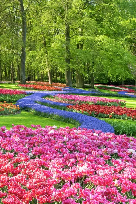 Framed Print : Keukenhof Gardens in Spring, Lisse, Holland, Netherlands Framed Print : Keukenhof Gardens in Spring, Lisse, Holland, Netherlands