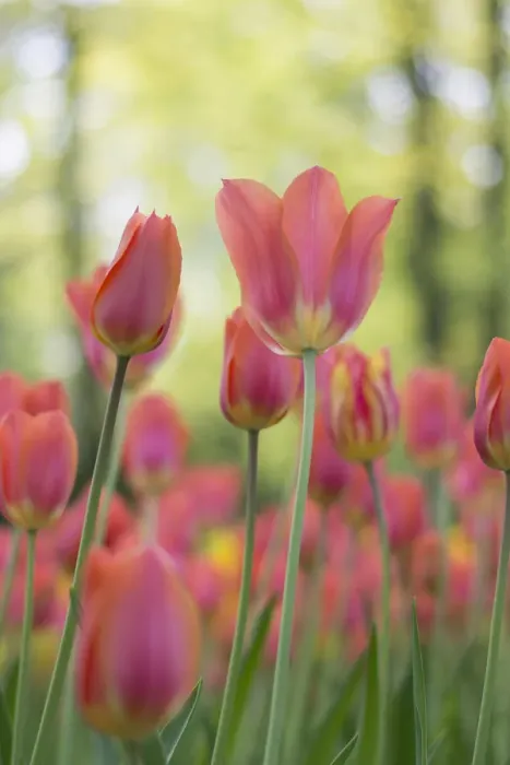Framed Print : Keukenhof, Lisse - Holland Framed Print : Keukenhof, Lisse - Holland
