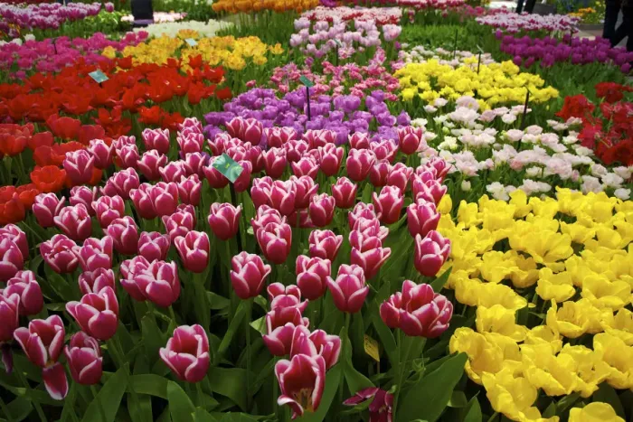 Framed Print : Keukenhof, Lisse, The Netherlands Framed Print : Keukenhof, Lisse, The Netherlands