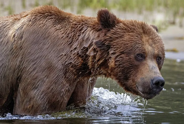 Framed Print : Khutzeymateen Grizzly Bear Sanctuary in British Columbia, Canada. A grizzly bear walking in the water Framed Print : Khutzeymateen Grizzly Bear Sanctuary in British Columbia, Canada. A grizzly bear walking in the water