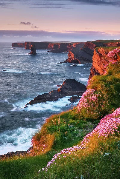 Kilkee Cliffs and pink Sea Thrift Wildflowers ( Armeria maritima), Wild Atlantic Way, Co. Clare, west coast of Ireland, Ireland, Europe