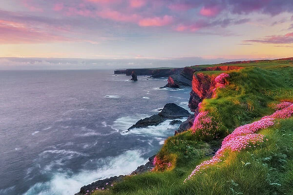Kilkee Cliffs and pink Sea Thrift Wildflowers ( Armeria maritima), Wild Atlantic Way, Co. Clare, west coast of Ireland, Ireland, Europe
