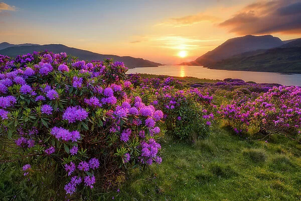 Killary Fiord with flowering wild rhododendron shrubs, Killary Harbour, Connemara Loop, Connemara, County Galway, Connacht province, Ireland, Europe