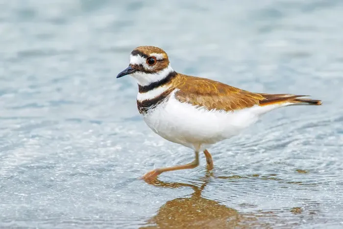 Framed Print : Killdeer (Charadrius vociferus) on the shore of Lake Ontario, Oakville, Ontario, Canada Framed Print : Killdeer (Charadrius vociferus) on the shore of Lake Ontario, Oakville, Ontario, Canada