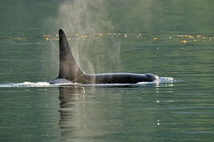 Framed Print : Killer whale (Orcinus orca) Bull member of the Resident pod in its summer salmon feeding territory, Johnstone Strait, Vancouver Is. British Columbia, Canada Framed Print : Killer whale (Orcinus orca) Bull member of the Resident pod in its summer salmon feeding territory, Johnstone Strait, Vancouver Is. British Columbia, Canada