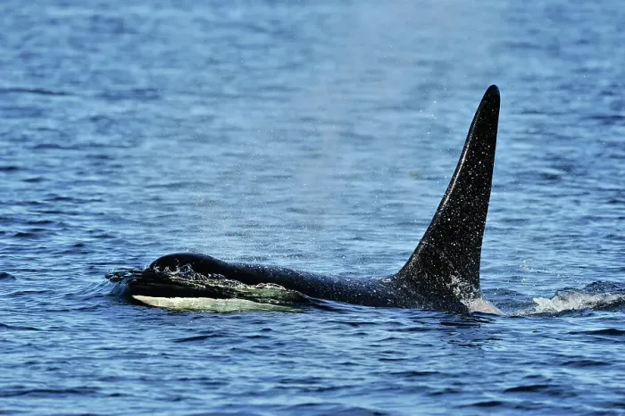 Framed Print : killer whale (Orcinus orca) Bull member of the Resident pod in its summer salmon feeding territory, Johnstone Strait, Vancouver Is. British Columbia, Canada Framed Print : killer whale (Orcinus orca) Bull member of the Resident pod in its summer salmon feeding territory, Johnstone Strait, Vancouver Is. British Columbia, Canada