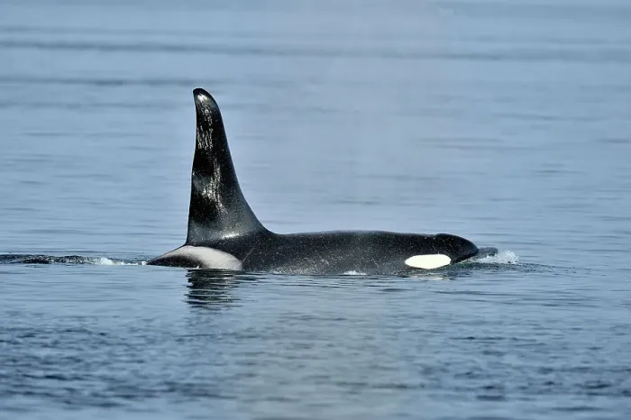 Framed Print : killer whale (Orcinus orca) Bull member of the Resident pod in its summer salmon feeding territory, Johnstone Strait, Vancouver Is. British Columbia, Canada Framed Print : killer whale (Orcinus orca) Bull member of the Resident pod in its summer salmon feeding territory, Johnstone Strait, Vancouver Is. British Columbia, Canada