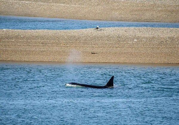 Killer Whale (Orcinus orca) in Caleta Valdes, Valdes Peninsula, UNESCO World Heritage