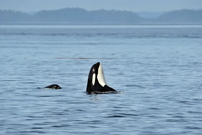 Framed Print : Killer whale (Orcinus orca) Member of Resident pod displaying spy hopping behaviour, Johnstone Strait, Vancouver Is, British Columbia, Canada Framed Print : Killer whale (Orcinus orca) Member of Resident pod displaying spy hopping behaviour, Johnstone Strait, Vancouver Is, British Columbia, Canada