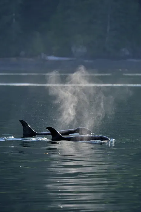Framed Print : Killer whale (Orcinus orca) Two members of the Resident population pod in summer territory, Johnstone Strait, Vancouver Is. British Columbia, Canada Framed Print : Killer whale (Orcinus orca) Two members of the Resident population pod in summer territory, Johnstone Strait, Vancouver Is. British Columbia, Canada