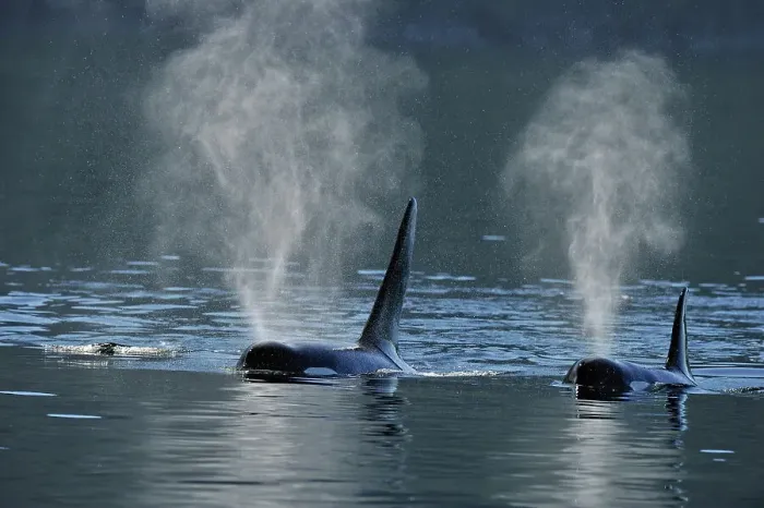 Framed Print : Killer whale (Orcinus orca) Two members of the Resident population pod in summer territory, Johnstone Strait, Vancouver Is. British Columbia, Canada Framed Print : Killer whale (Orcinus orca) Two members of the Resident population pod in summer territory, Johnstone Strait, Vancouver Is. British Columbia, Canada