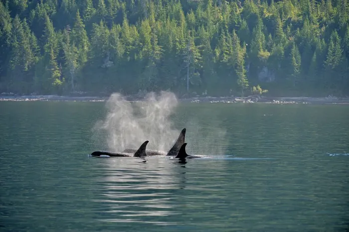 Framed Print : Killer whale (Orcinus orca) Resident pod in summer feeding territory, Johnstone Strait, Vancouver Is, British Columbia, Canada