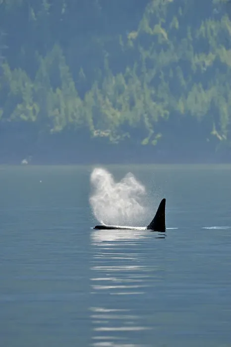 Framed Print : Killer whale (Orcinus orca) Resident pod in summer feeding territory, Johnstone Strait, Vancouver Is, British Columbia, Canada Framed Print : Killer whale (Orcinus orca) Resident pod in summer feeding territory, Johnstone Strait, Vancouver Is, British Columbia, Canada