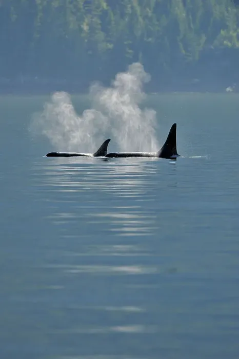 Framed Print : Killer whale (Orcinus orca) Resident pod in summer feeding territory, Johnstone Strait, Vancouver Is, British Columbia, Canada