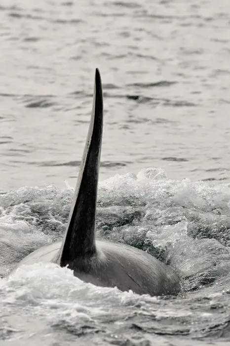 Framed Print : Killer whale (Orcinus orca) Transient pod hunting along the Inside Passage coastline, Johnstone Strait, Vancouver Is, British Columbia, Canada Framed Print : Killer whale (Orcinus orca) Transient pod hunting along the Inside Passage coastline, Johnstone Strait, Vancouver Is, British Columbia, Canada