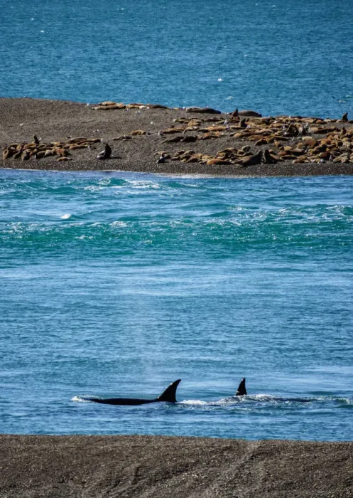 Framed Print : Killer Whales (Orcinus orca) in Caleta Valdes, Valdes Peninsula, UNESCO World Heritage Framed Print : Killer Whales (Orcinus orca) in Caleta Valdes, Valdes Peninsula, UNESCO World Heritage