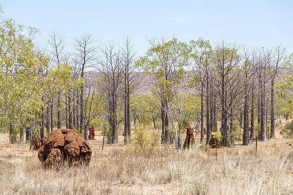 The Kimberley, typical western australia landscape. Baobab trees