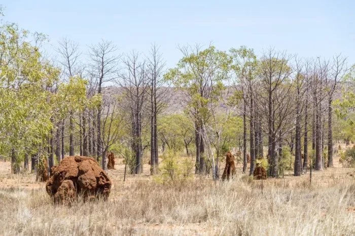 Framed Print : The Kimberley, typical western australia landscape. Baobab trees Framed Print : The Kimberley, typical western australia landscape. Baobab trees