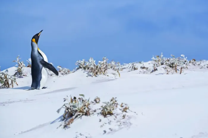 Framed Print : King penguin (Aptenodytes patagonicus), East Falkland, Falkland Islands Framed Print : King penguin (Aptenodytes patagonicus), East Falkland, Falkland Islands