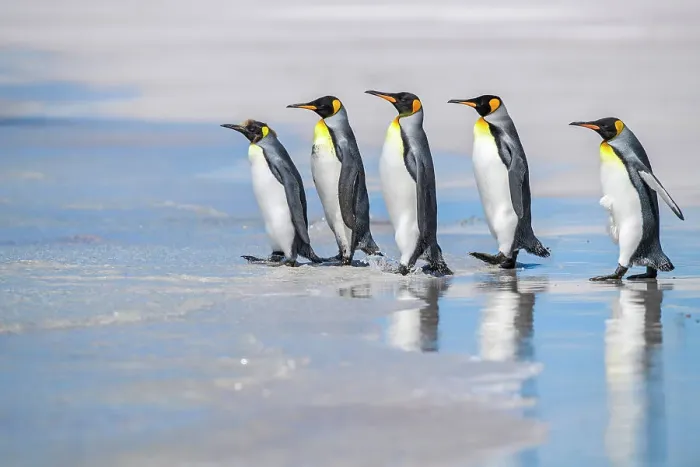 Framed Print : King penguin (Aptenodytes patagonicus), Volunteer Point, East Falkland, Falkland Islands Framed Print : King penguin (Aptenodytes patagonicus), Volunteer Point, East Falkland, Falkland Islands