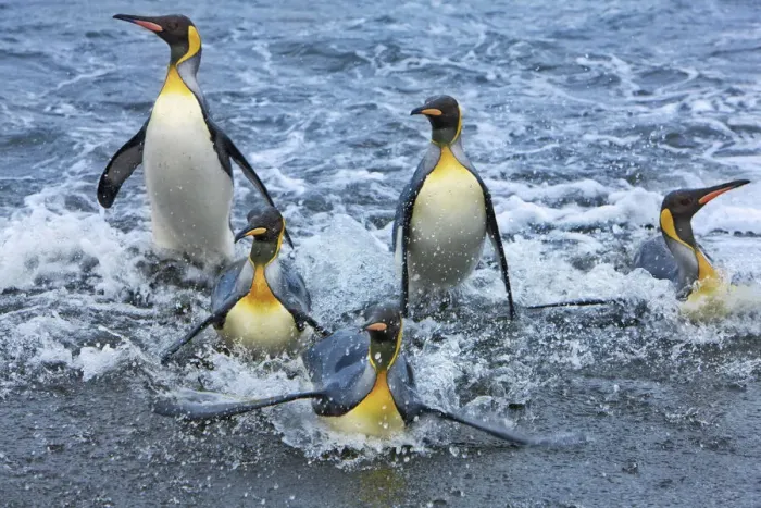 Framed Print : King penguin group going on land - South Georgia, Gold Harbour Framed Print : King penguin group going on land - South Georgia, Gold Harbour