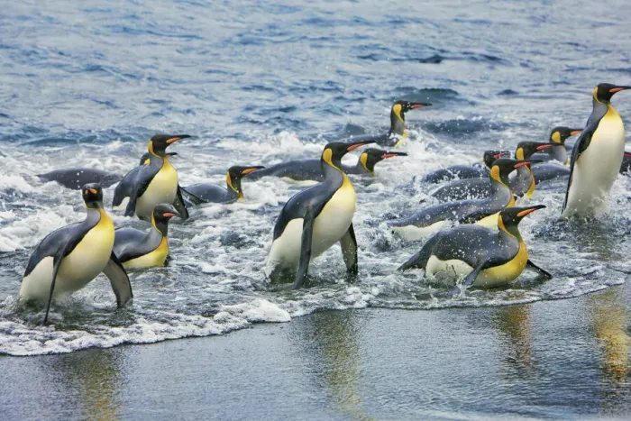 Framed Print : King penguin group going on land - South Georgia, Gold Harbour Framed Print : King penguin group going on land - South Georgia, Gold Harbour