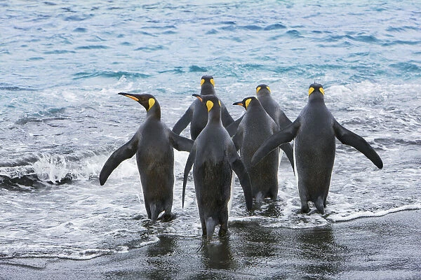 King penguin group going into sea - South Georgia, Gold Harbour