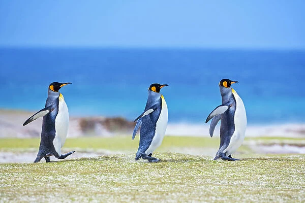 King penguins (Aptenodytes patagonicus) walking in line, Volunteer Point, East Falkland