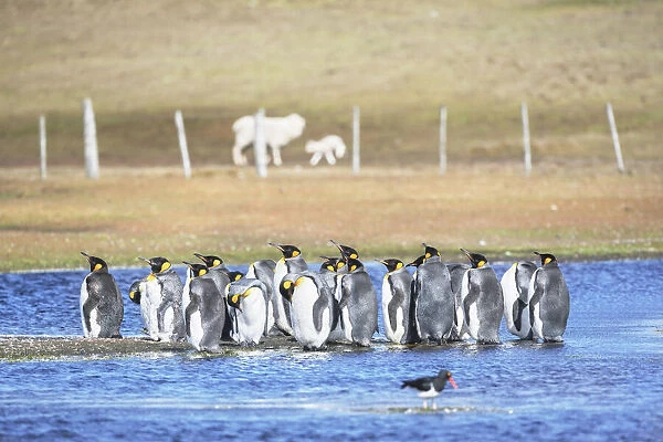 King Penguins (Aptenodytes patagonicus), East Falkland, Falkland Islands