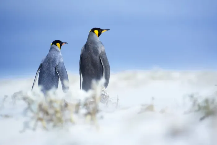 Framed Print : King penguins standing in a sand storm, Volunteer Point, East Falkland, Falkland Islands
