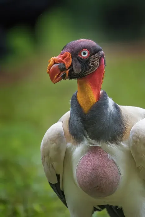 Framed Print : King Vulture (Sarcoramphus papa), Boca Tapada, Costa Rica Framed Print : King Vulture (Sarcoramphus papa), Boca Tapada, Costa Rica