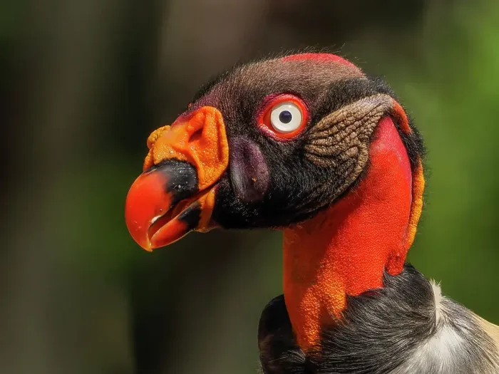 Framed Print : King Vulture (Sarcoramphus papa), Boca Tapada, Costa Rica Framed Print : King Vulture (Sarcoramphus papa), Boca Tapada, Costa Rica