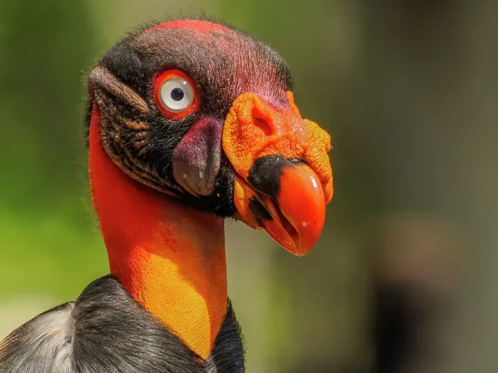 Framed Print : King Vulture (Sarcoramphus papa), Boca Tapada, Costa Rica Framed Print : King Vulture (Sarcoramphus papa), Boca Tapada, Costa Rica