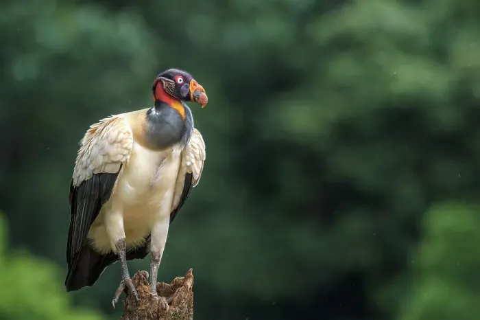 Framed Print : King Vulture (Sarcoramphus papa) Costa Rica Framed Print : King Vulture (Sarcoramphus papa) Costa Rica
