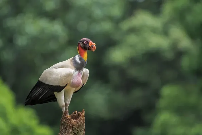 Framed Print : King Vulture (Sarcoramphus papa) Costa Rica Framed Print : King Vulture (Sarcoramphus papa) Costa Rica