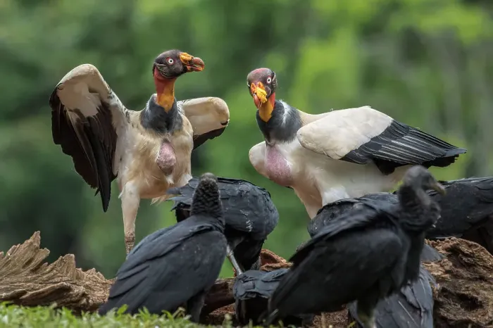 Framed Print : King Vulture (Sarcoramphus papa) Costa Rica